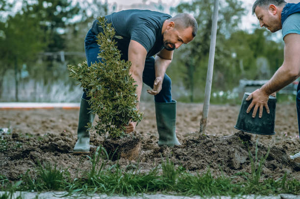 Best Hedge Trimming  in Elizabethtown, PA