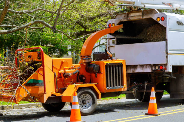 Best Tree Trimming and Pruning  in Elizabethtown, PA