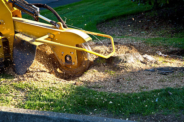 Best Seasonal Cleanup (Spring/Fall)  in Elizabethtown, PA